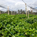 Tela Polipropileno sombrío 25%, 3m UV 4 años Rollo x 20000 MT 2310048VTPA