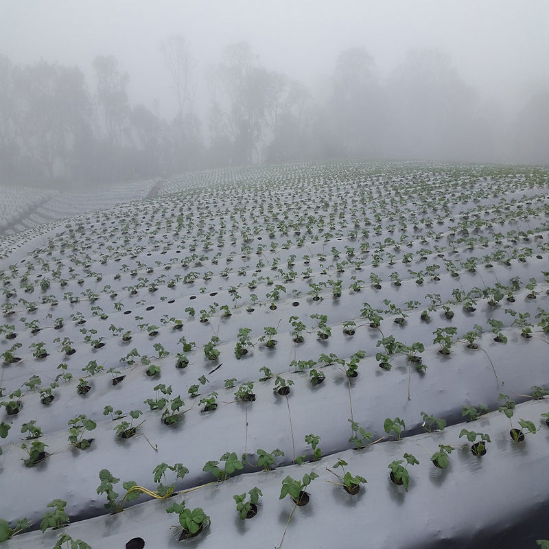 Acolchado para suelos, plata negro, ancho 1,2mts, Largo 1000mts 1212121000-NP-3-12