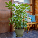 Matera Redonda Red Rafia de 35 Cm Verde Musgo 12991