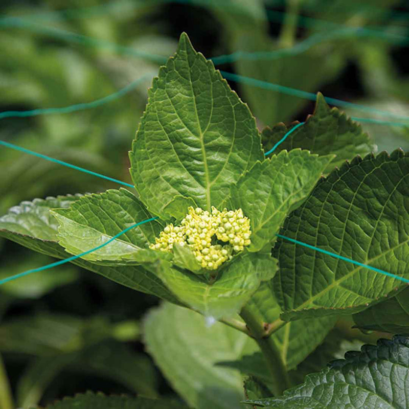 Malla soporte planta orificio 150x150mm 1.35m ancho Rollo x1000MT 3100342VERDEVT