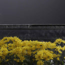 Tela Polipropileno sombrio 70%,  3m x100 m, UV 2 años Rollo x 100 MT 2310123VTPA