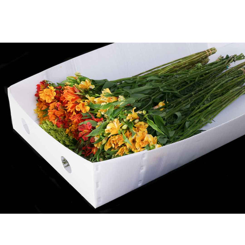 Tapa Cartonplast 1040x500x200mm,50un,blanco Paquete x 500 UND 4200200BLANCOVT