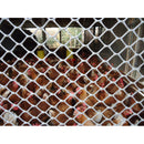 Malla Pollito Versátil Orificio 21mmX21mmX1.83m Transparente 3100205TRANS