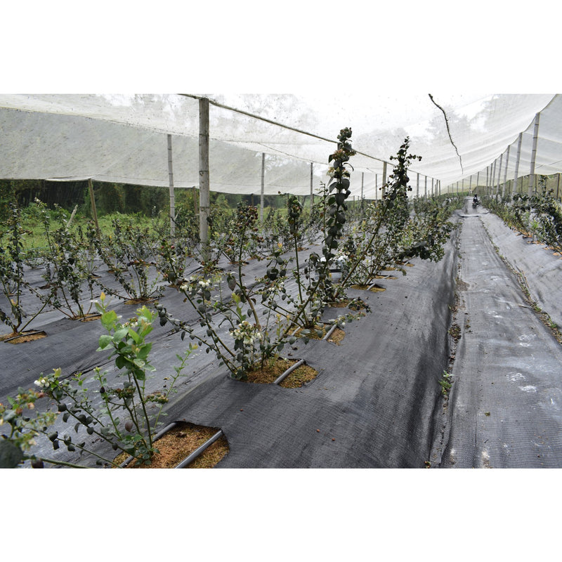 Tela Cubre Suelos 380 Cm Negro 2328009VT