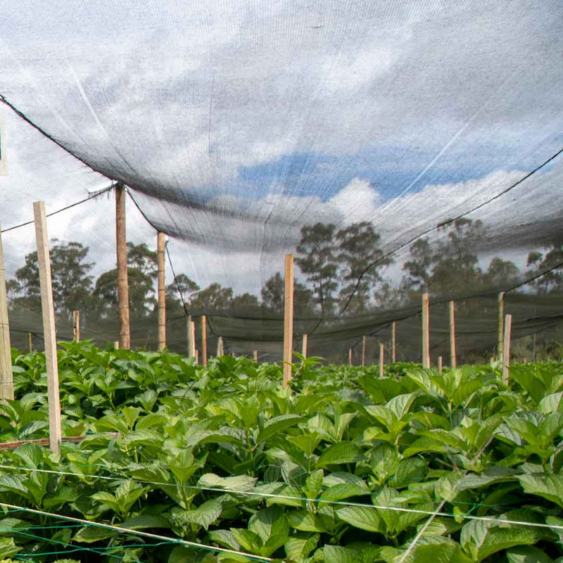 Tela Polipropileno sombrio 70%,  3m x100 m, UV 2 años Rollo x 100 MT 2310123VTPA