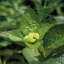 Malla soporte planta orificio200x200mm 1m ancho Rollo x1000MT 3100343VERDEVT