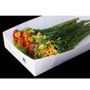 Base Cartonplast 1035x495x200mm Blanco x Unidad 4200241BLANCOVT