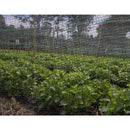 Tela Polipropileno sombrio 70%,  3m x100 m, UV 2 años Rollo x 100 MT 2310123VTPA
