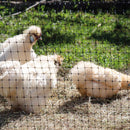 Malla gallinero, orificio 25/30mmx1.8m de ancho,NEGRO,UV 2 años, 60g Rollo x 50 MT 3100365NEGRO