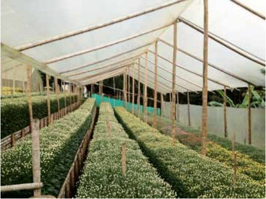 Plástico para invernadero Agroplasn, de 4m de ancho por 100m de largo en calibre 6 mils 110406100