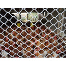Malla Pollito Versátil Orificio 21mmX21mmX1.83m Transparente 3100205TRANS